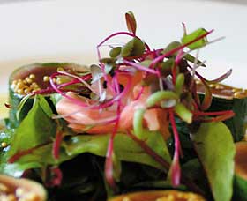 Courgette - Darwin Holiday 0