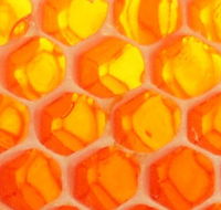 The Honey Pot - Darwin Holiday