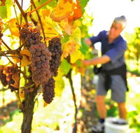 Native Point Wines - Darwin Holiday
