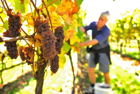 Native Point Wines - Darwin Holiday 0