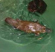 Platypus House - Darwin Holiday