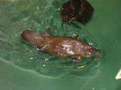 Platypus House - Darwin Holiday 0