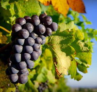 Panorama Vineyard - Darwin Holiday