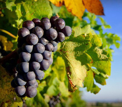 Panorama Vineyard - Darwin Holiday 0