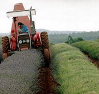 Bridestowe Lavender Farm - Darwin Holiday