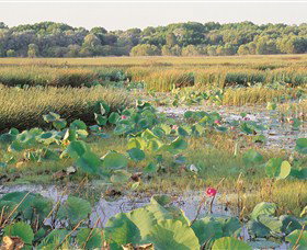 Fogg Dam Conservation Reserve - Darwin Holiday 0