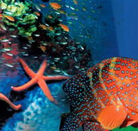 Indo Pacific Marine - Darwin Holiday