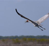 Gayngaru Wetlands Interpretive Walk - Darwin Holiday