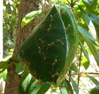 Greenant Creek Walk - Darwin Holiday