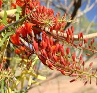 Olive Pink Botanic Garden - Darwin Holiday
