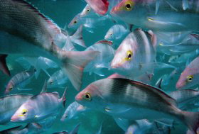 The Scottish Prince Dive Site - Darwin Holiday 0