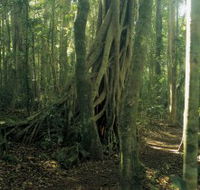 Lamington National Park Binna Burra Section - Darwin Holiday