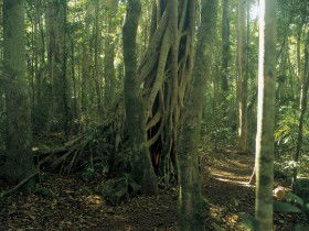 Lamington National Park, Binna Burra Section - Darwin Holiday 0