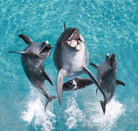 Sea World - Darwin Holiday
