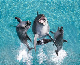 Sea World - Darwin Holiday 0