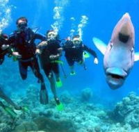 Magic Mountain Dive Site - Darwin Holiday