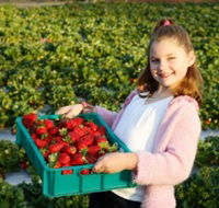 Strawberry Fields - Darwin Holiday
