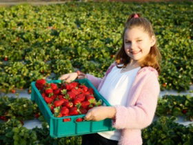 Strawberry Fields - Darwin Holiday 0