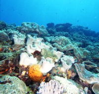 Mudjimba Old Woman Island Dive Site - Darwin Holiday