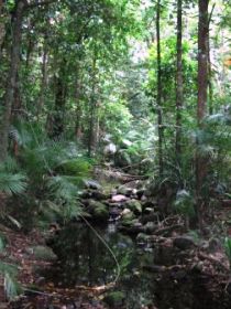 Mossman Gorge Rainforest Circuit Track, Daintree National Park - Darwin Holiday 0