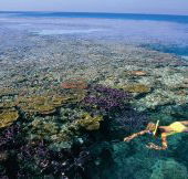 Split Bommie Dive Site - Darwin Holiday