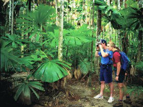 Mount Sorrow Ridge Trail, Daintree National Park - Darwin Holiday 0