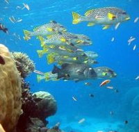 Coral Gardens Dive Site Flynn Reef - Darwin Holiday