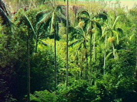 Harrami QLD Darwin Holiday