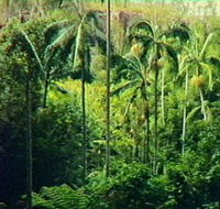 Fern Tree Pool and Giant's Chair Circuit - Darwin Holiday