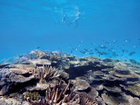 Australian Institute Of Marine Science - Darwin Holiday 0