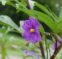 Alpha Native Flower Garden - Darwin Holiday