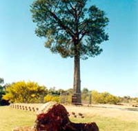 Robbers Tree - Darwin Holiday