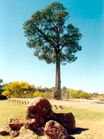 Robbers Tree - Darwin Holiday 0