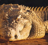 Koorana Crocodile Farm - Darwin Holiday