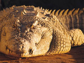 Koorana Crocodile Farm - Darwin Holiday 0