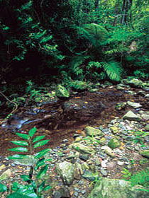 Wompoo Walk - Darwin Holiday 0