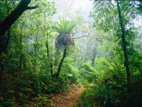 Lamington National Park, Green Mountains Section - Darwin Holiday 0