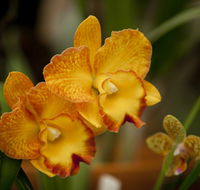 Queens Park - Orchid House - Darwin Holiday
