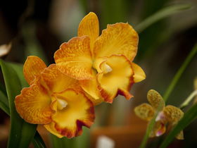 Queens Park - Orchid House - Darwin Holiday 0