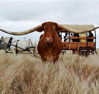 Texas Longhorn Wagon Tours and Safaris - Darwin Holiday