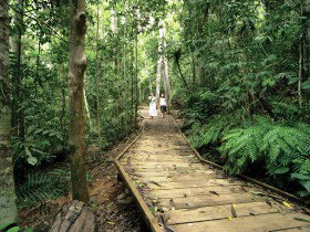 Lake Barrine Circuit Track, Crater Lakes National Park - Darwin Holiday 0