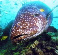 Lady Musgrave Island Dive Sites - Darwin Holiday