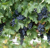 South Burnett Wine Trail - Darwin Holiday