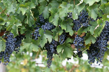 South Burnett Wine Trail - Darwin Holiday 0