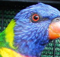 Fraser Coast Wildlife Sanctuary - Darwin Holiday