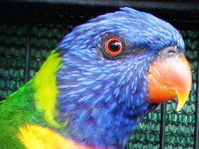 Fraser Coast Wildlife Sanctuary - Darwin Holiday 0