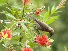 Birdwatching In Dysart - Darwin Holiday 0