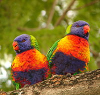 Blue Mountain Park - Darwin Holiday