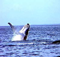 Whale Watching - Darwin Holiday