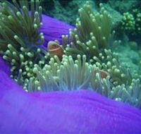 The Lady Bowen Dive Site - Darwin Holiday
